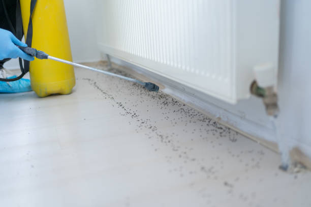 Best Ant Control Services  in Mcgraw, NY